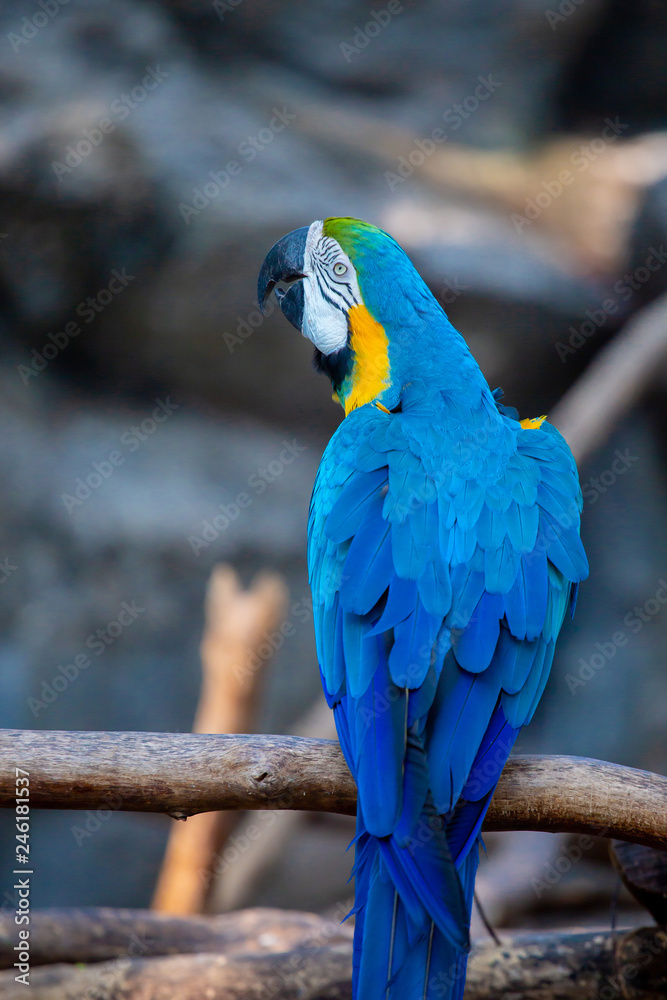 The colorful blue macaw in the nature in the happy life. 