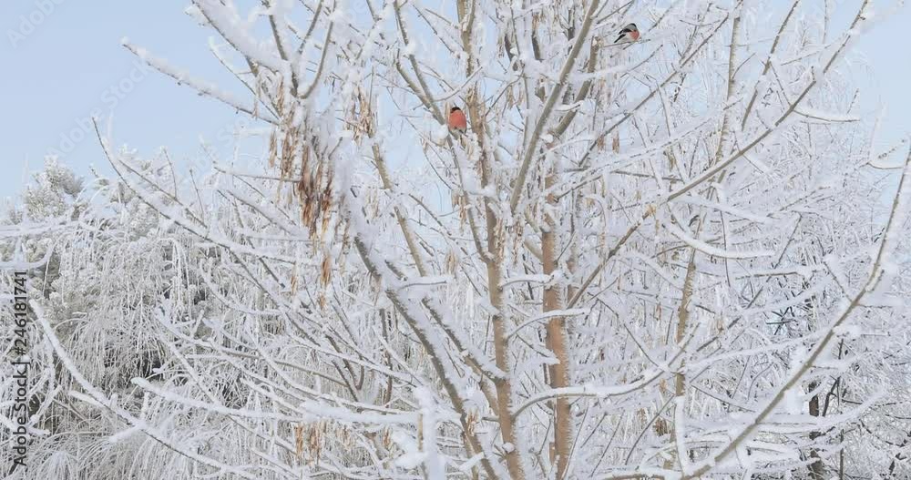 Bullfinches on the tree Bullfinches on the tree
