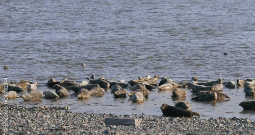 Grey Seals Relaxing on the British Seaside MID PAN. Walney Island Seal Population relaxing by the waves. Barrow, UK. 4K