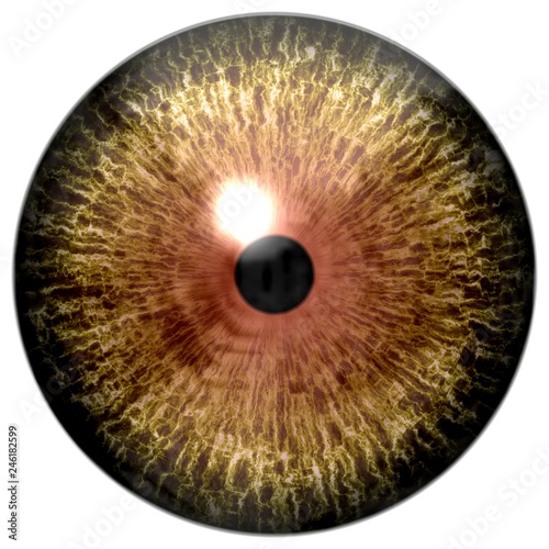 Predator wildlife eyeball, wolf eye, animal eyeball, brown/yellow eye with black pupil and white background