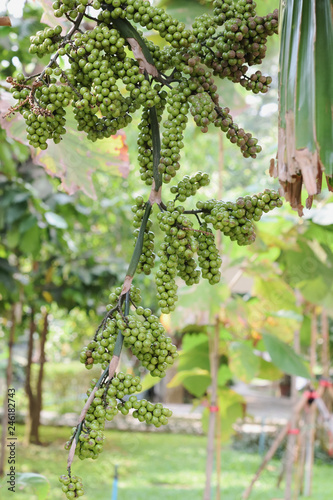 The fruit of Areca nut tree