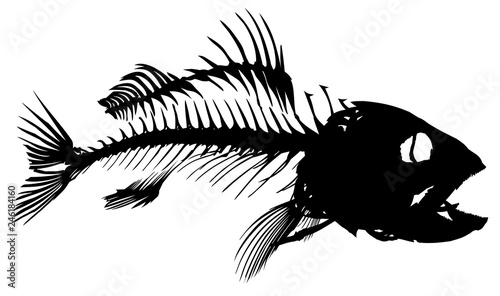 Skeleton of fish.