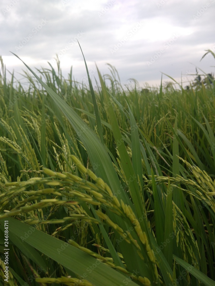 Fototapeta premium Paddy Field Plantation 