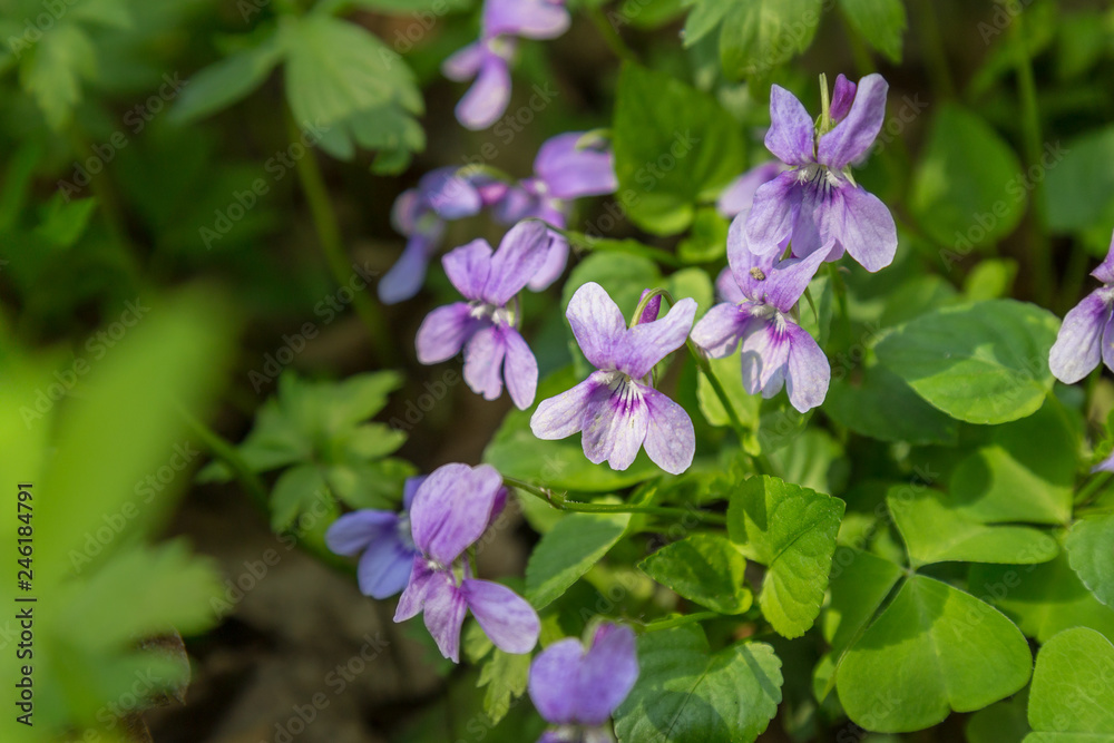 Spring background with a bush of violets