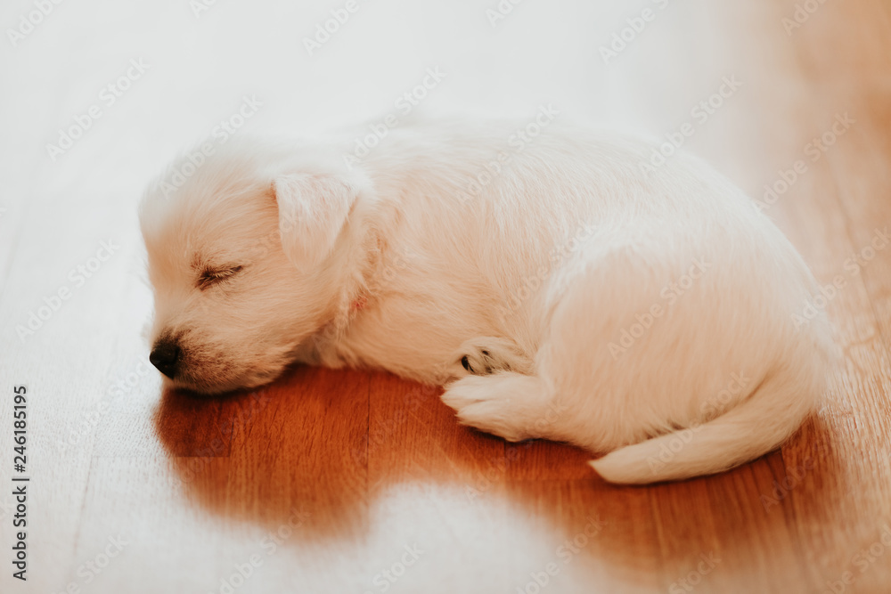 West terrier puppy lying on the floor West terrier puppy lying on the floor