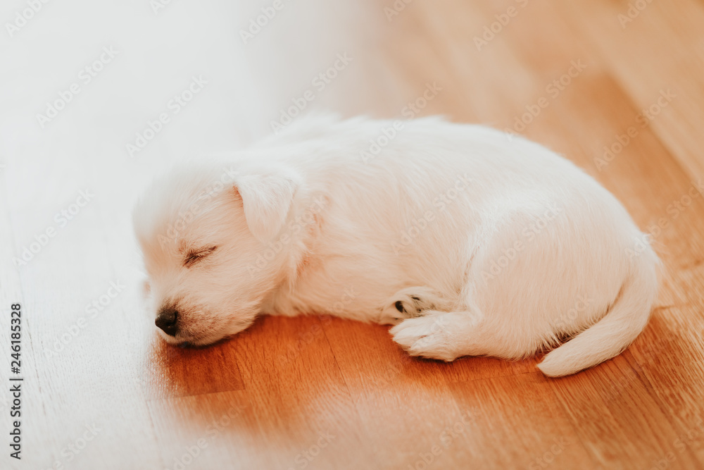 West terrier puppy lying on the floor West terrier puppy lying on the floor