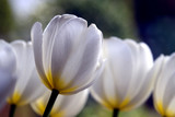 Weisse Tulpen auf grünem Hintergrund