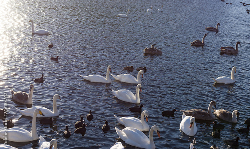 White Swans. River Sunset Swan