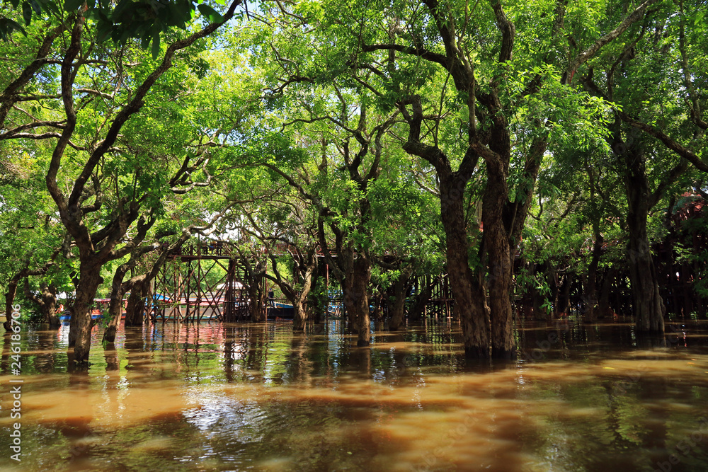 Flooding forest, Kompong Khleang, Tonle Sap, Cambodia 