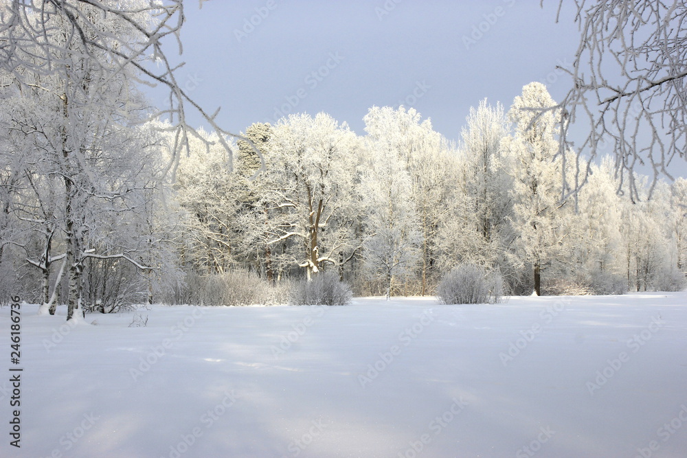Icy winter trees Icy winter trees