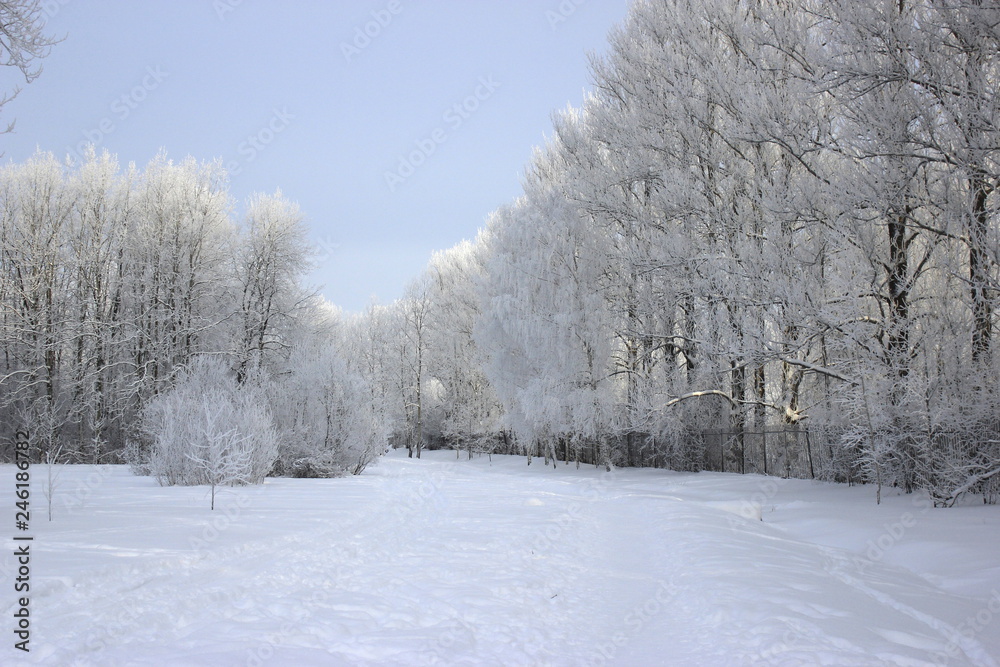Fototapeta premium Icy winter trees