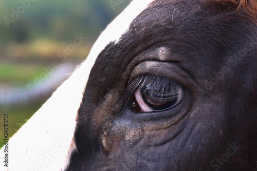 Close up on eye dairy cow