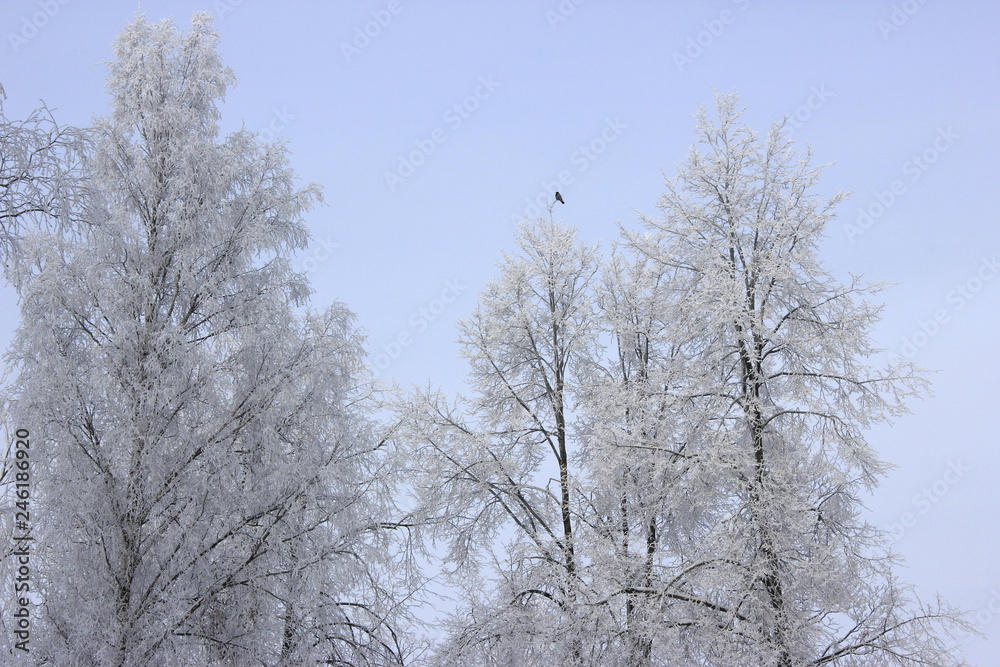 Icy winter trees