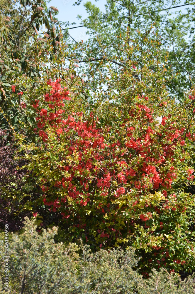 red berries of barberry red berries of barberry