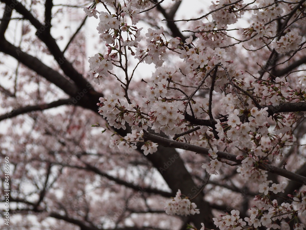 春の花