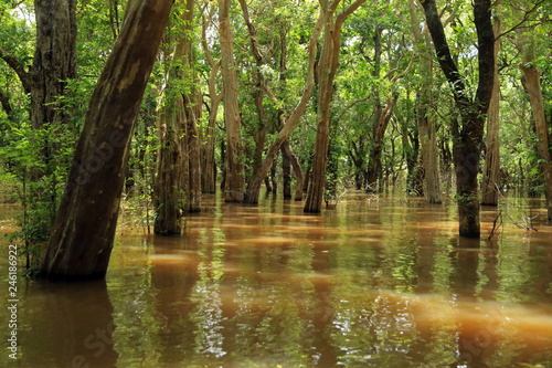 Flooding forest, Kompong Khleang, Tonle Sap, Cambodia © bayazed