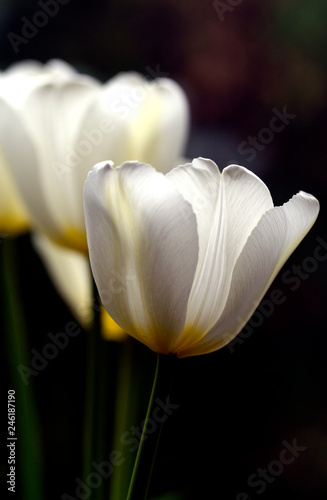 Fototapeta Naklejka Na Ścianę i Meble -  Weisse Tulpe auf dunklem Hintergrund