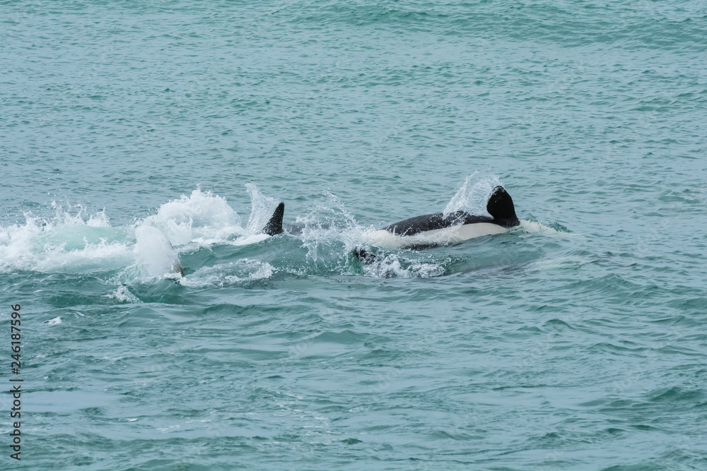 Fototapeta premium Orca attacking sea lions, Patagonia Argentina
