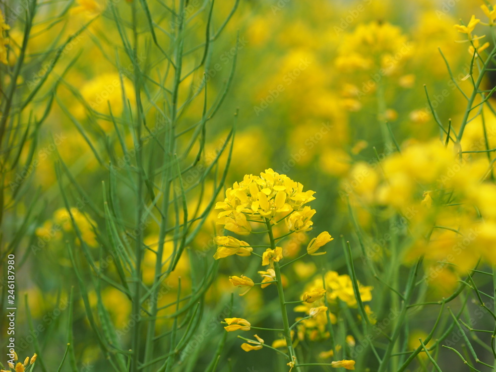 Obraz premium 春の花