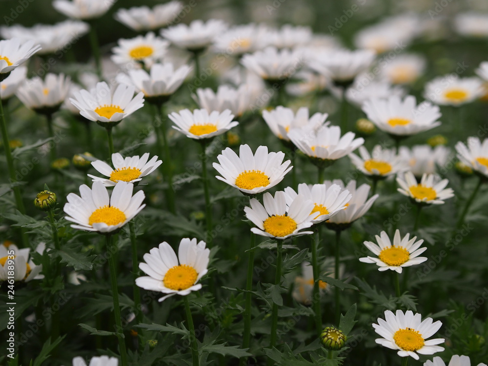 Fototapeta premium 春の花