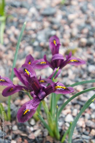 Fototapeta Naklejka Na Ścianę i Meble -   Iris reticulata or harmony mini iris purple red flowers