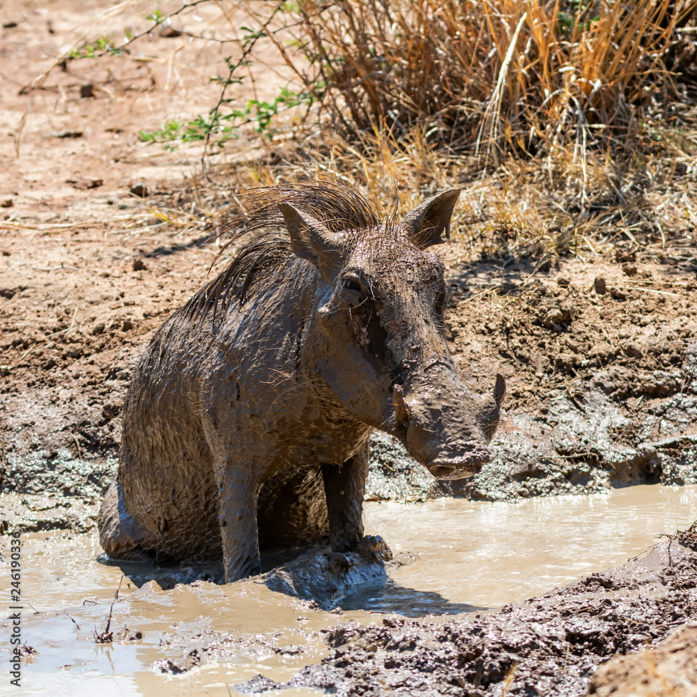 Fototapeta premium Warthog Mud Bath