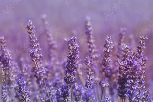 Fototapeta Naklejka Na Ścianę i Meble -  lavender