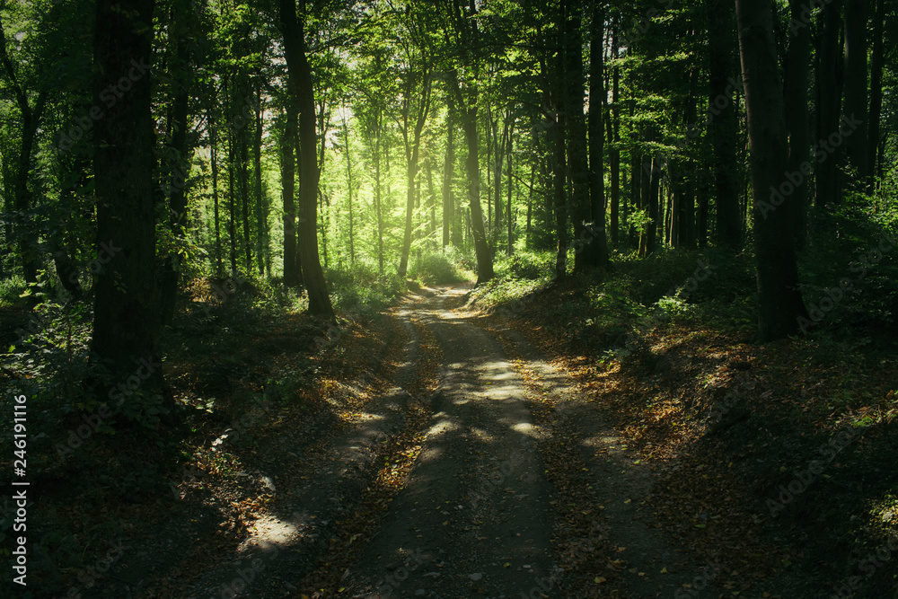 Obraz premium summer forest road, sunshining in green woods