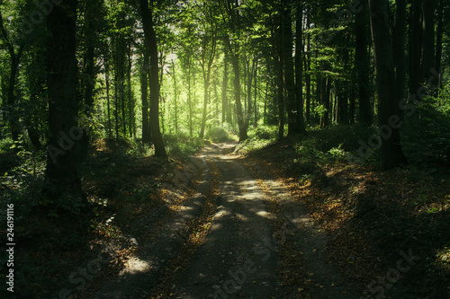 Fototapeta Naklejka Na Ścianę i Meble -  summer forest road, sunshining in green woods