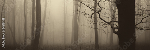 mysterious forest panorama,...