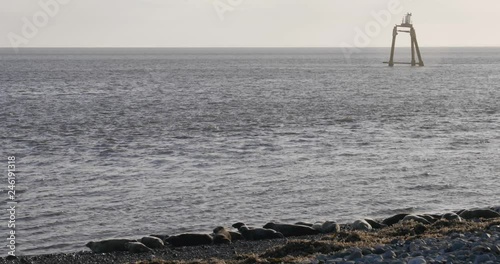 Seals by the shoreline. Walney Island, UK. Grey Seals relaxing at the seaside. Cumbria nature. 4K