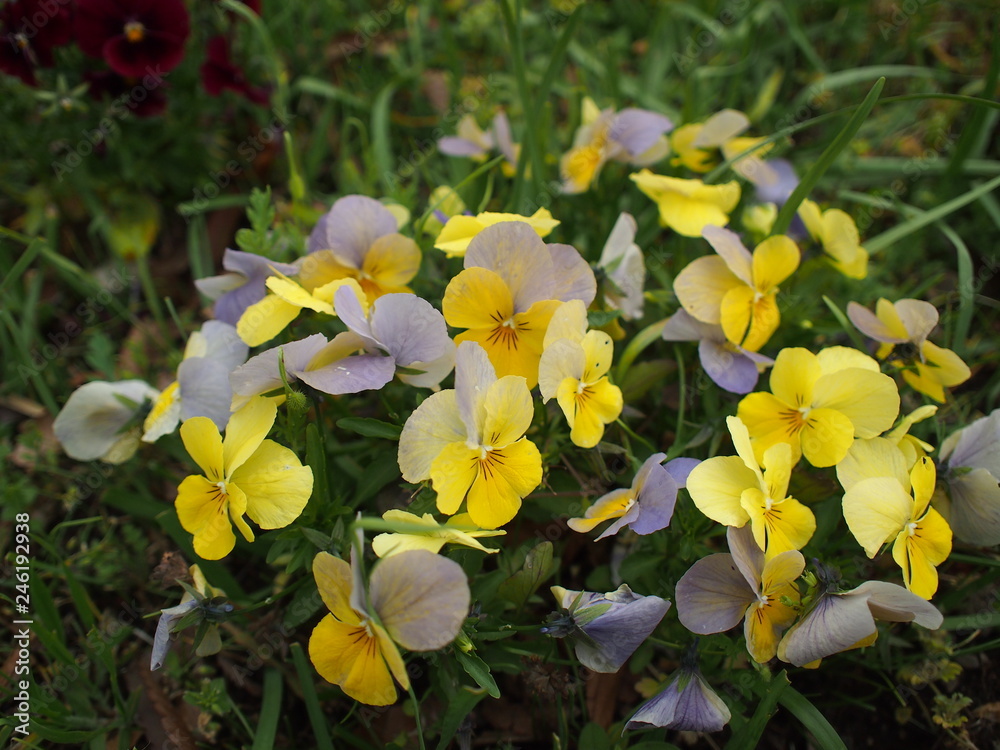 Fototapeta premium 春の花