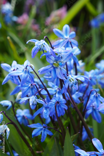 Scilla siberica or siberian squill early blue flowers 