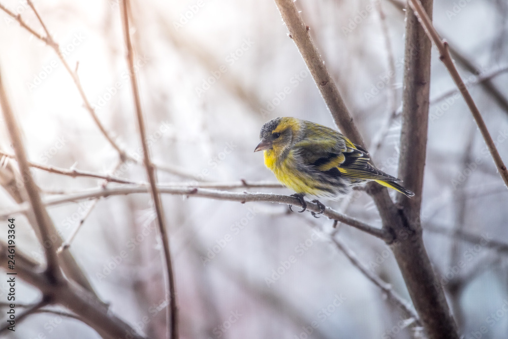 Colorful bird (siskin) sitting on a branch, winter and ice crystals Colorful bird (siskin) sitting on a branch, winter and ice crystals