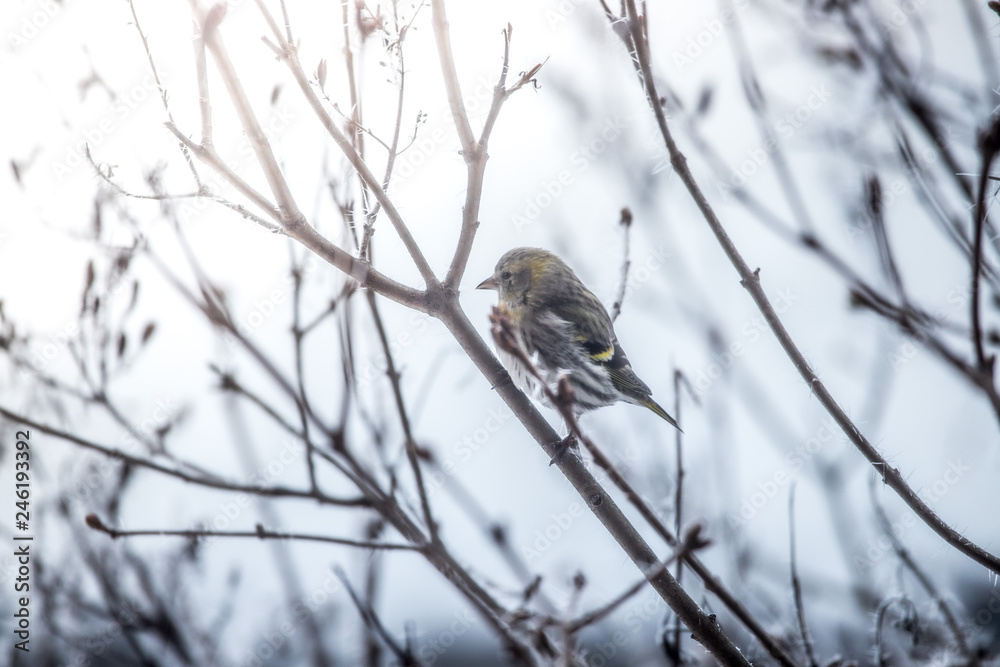Colorful bird (siskin) sitting on a branch, winter and ice crystals Colorful bird (siskin) sitting on a branch, winter and ice crystals