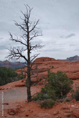 Red Rocks and tree