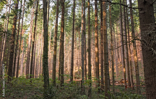 Fototapeta Naklejka Na Ścianę i Meble -  A fir forest in the sunset light