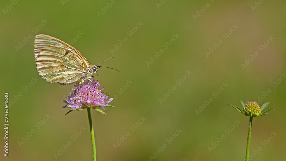 Papillon marbré du Portugal butinant une fleur mauve sauvage des champs en été. Papillon marbré du Portugal butinant une fleur mauve sauvage des champs en été.