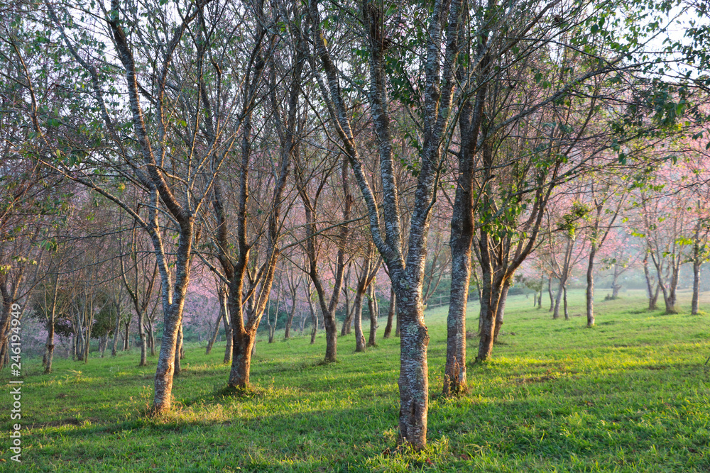 Wild Himalayan Cherry Sakura Garden in winter season at Thailand forest morning daylight is beautiful Wild Himalayan Cherry Sakura Garden in winter season at Thailand forest morning daylight is beautiful