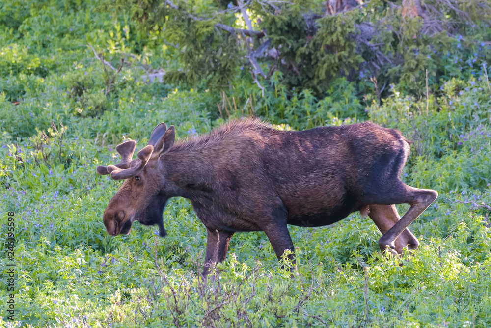 Colorado Rocky Mountains - Shiras Moose in the Wild Colorado Rocky Mountains - Shiras Moose in the Wild