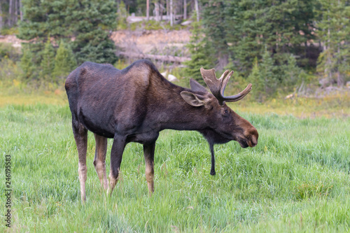Fototapeta Naklejka Na Ścianę i Meble -  Shiras Moose of The Colorado Rocky Mountains