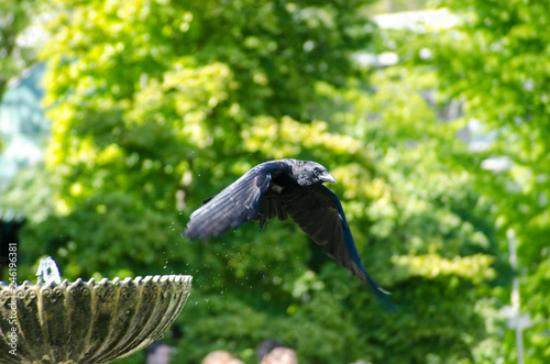 bird, wild lebende tiere, natur, tier, wild, schnabel, fliegen, crow, Krähe, Rabe, schwarz, flying, fliegender, flügel, black, green, blau, reiher, baum, feather, 