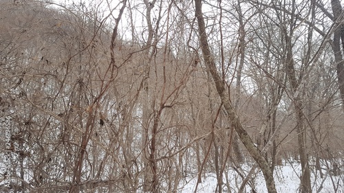 Lemongrass in the forest