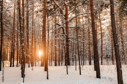 Background from a large number of tall pine trees in a forest on a snowy winter day with snowdrifts and the sun shining through the trunks at sunset or sunrise