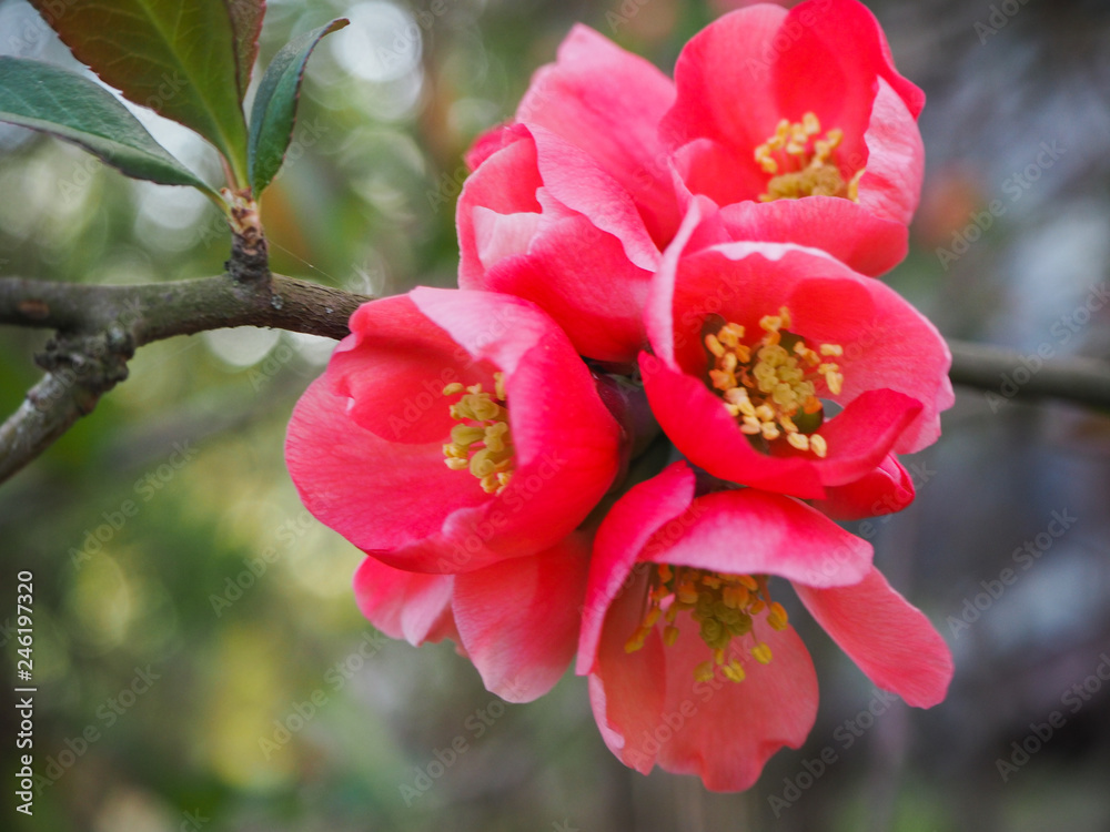 Flowers of Chaenomeles japonica Flowers of Chaenomeles japonica