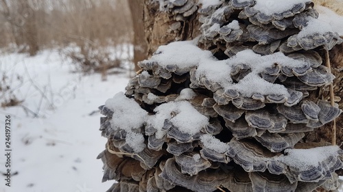  Mushrooms in the winter on a tree