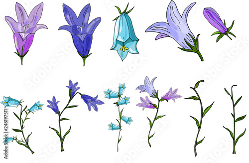 Vector set of bluebells consisting of flowers and stems