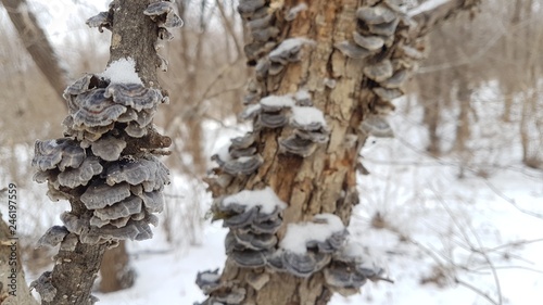  Mushrooms on a tree trunk