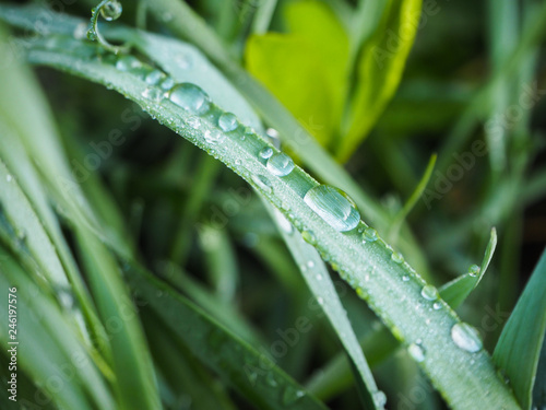 Large raindrops on the grass