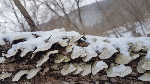  Forest. Mushrooms. Winter.
